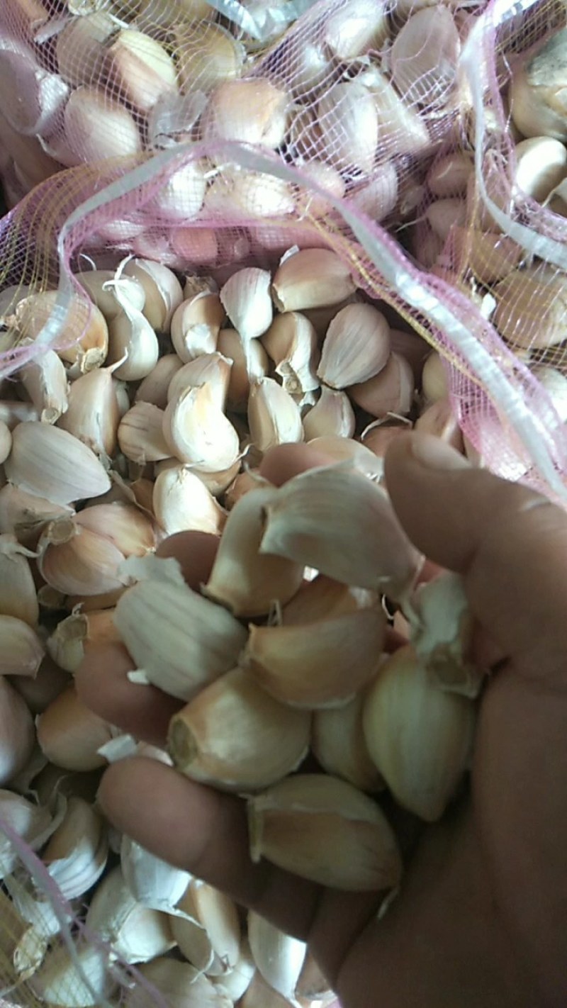 出售，紫皮红蒜，蒜瓣，价格便宜，质量好，无烂瓣