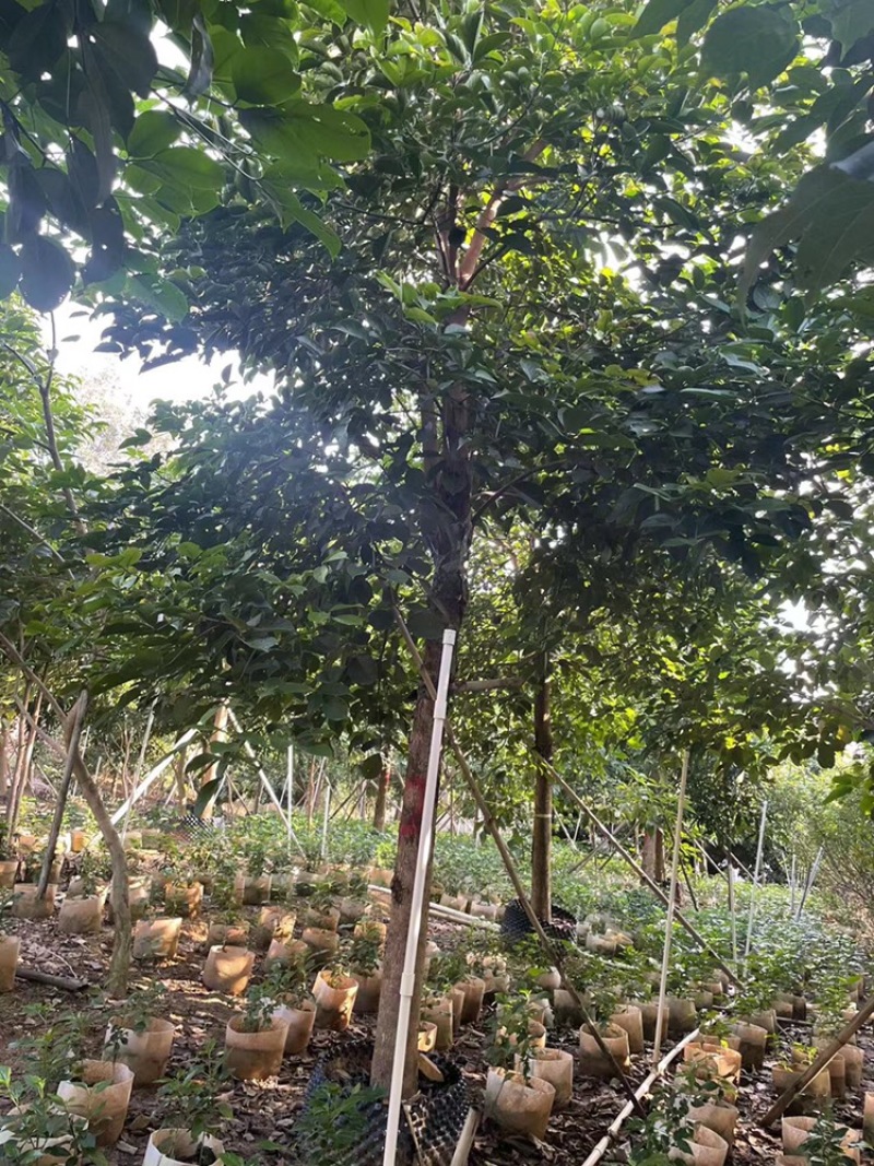 秋风。重阳木14-15分