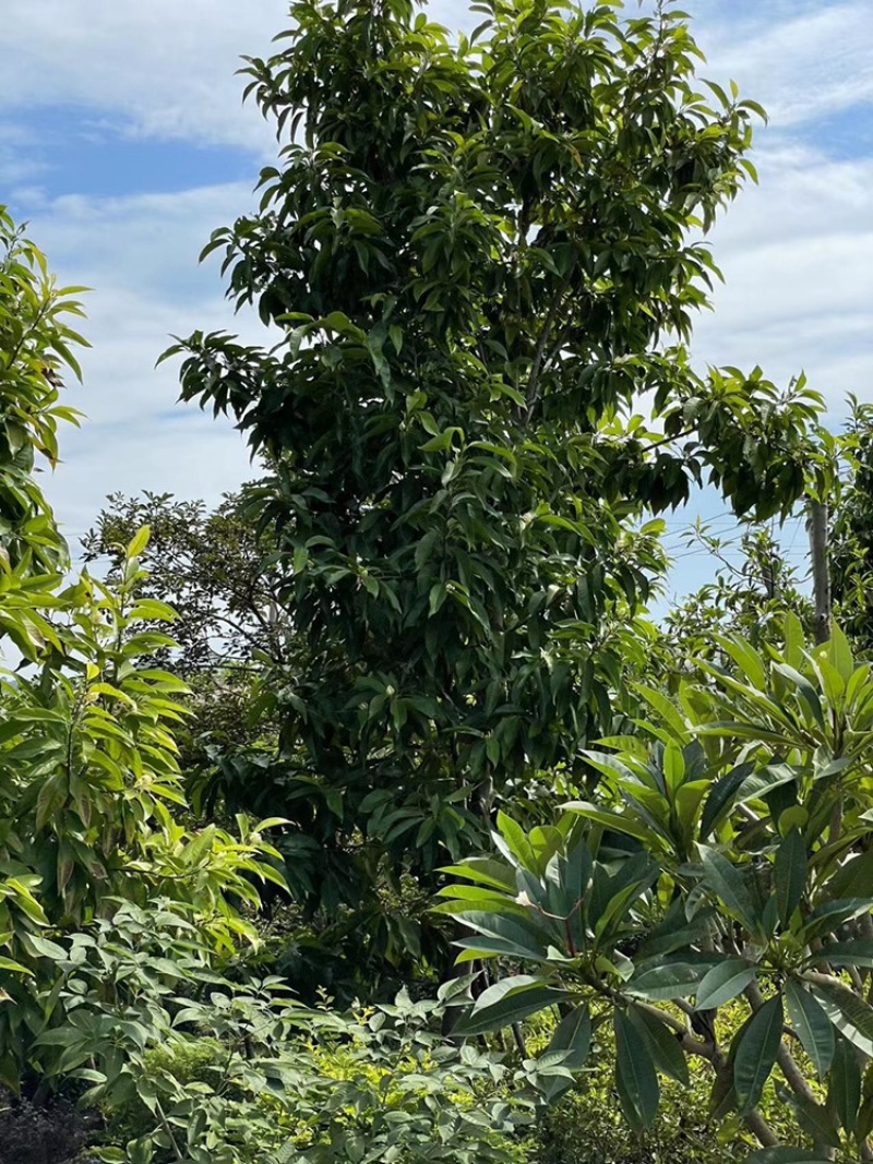 白玉兰8-13