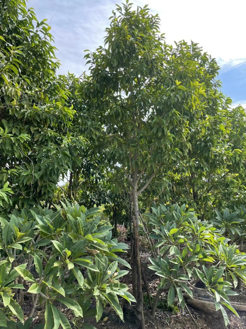 白玉兰8-13