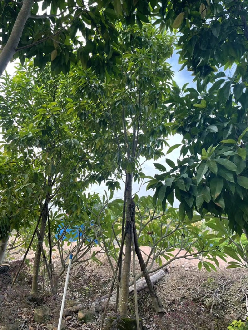 白玉兰8-13
