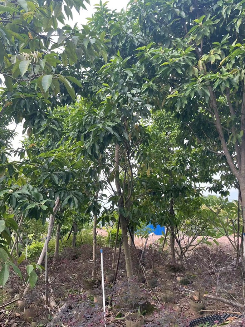 白玉兰8-13
