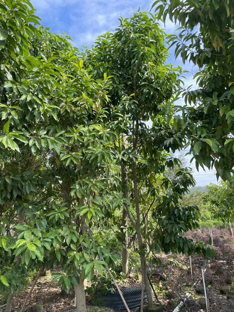 白玉兰8-13