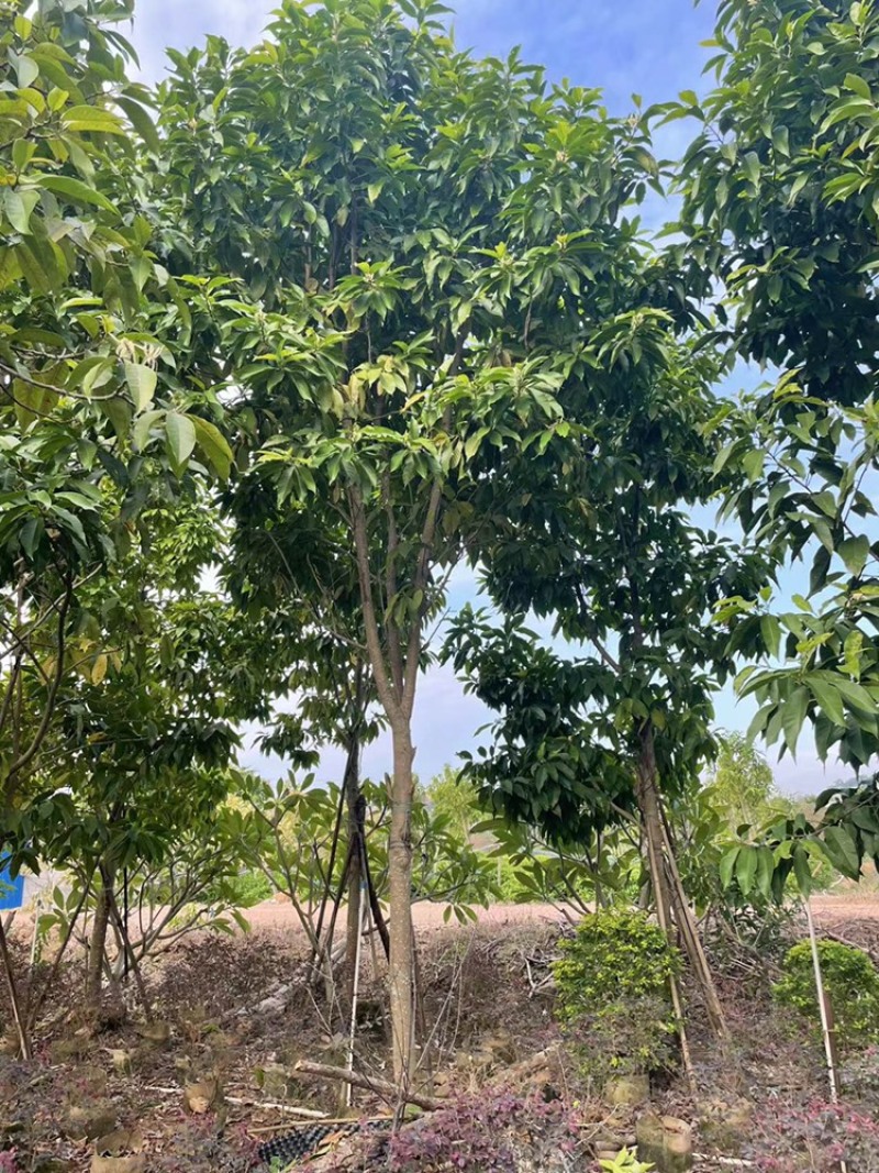 白玉兰8-13