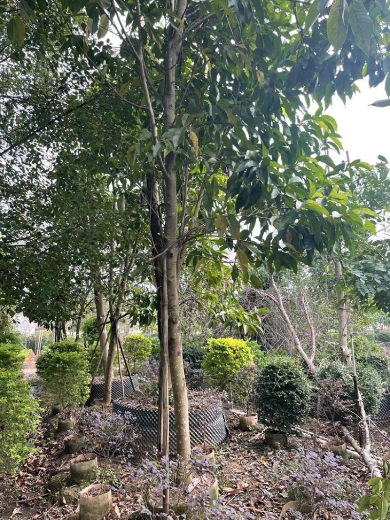 白玉兰8-13