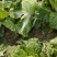 大荔白菜青杂三号大荔上市……………………