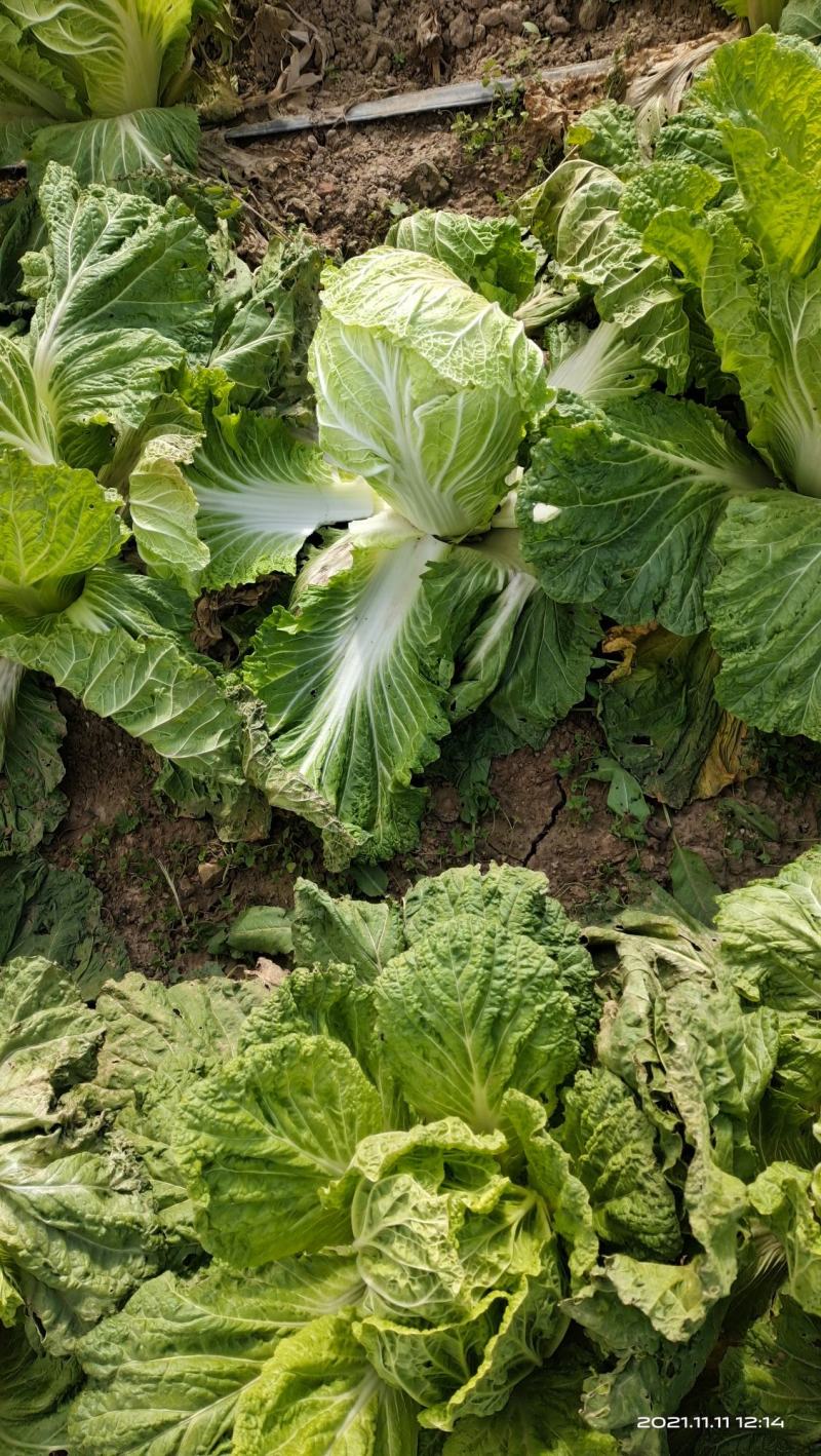 大荔白菜青杂三号大荔上市……………………