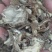 独活大活中药材批发独活质量保证量大从优