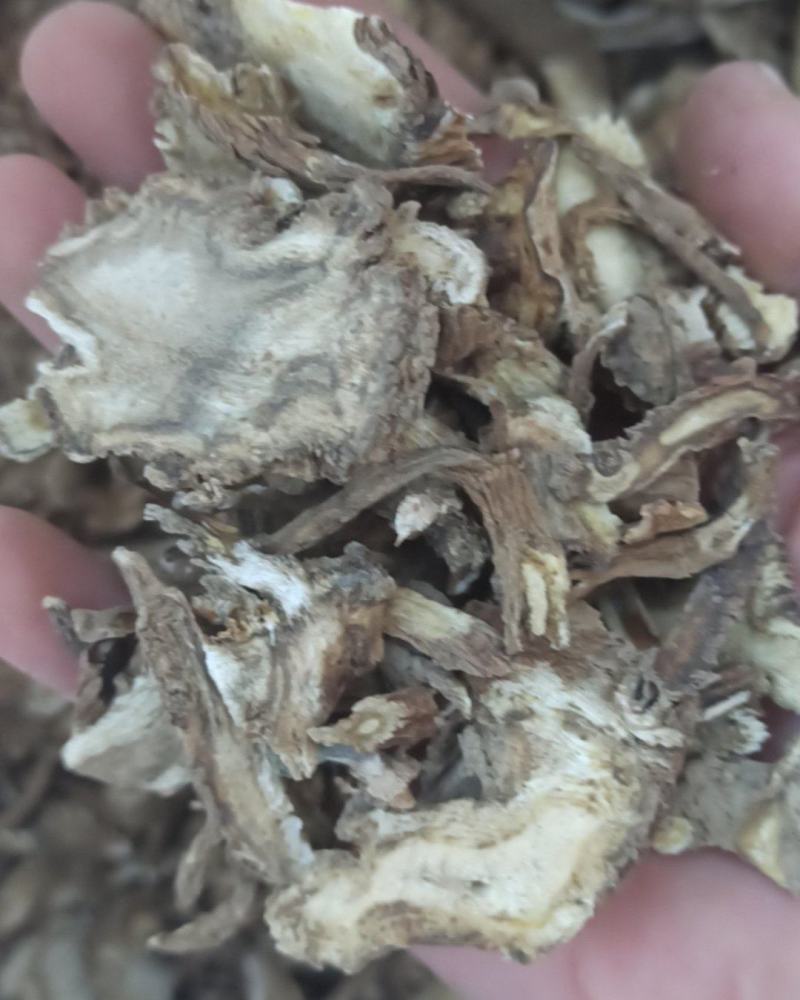 独活大活中药材批发独活质量保证量大从优