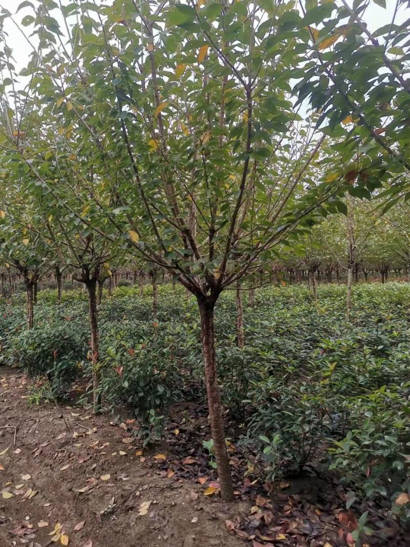 基地直供3—12公分规格晚樱，树形好，分支点统一，一手货