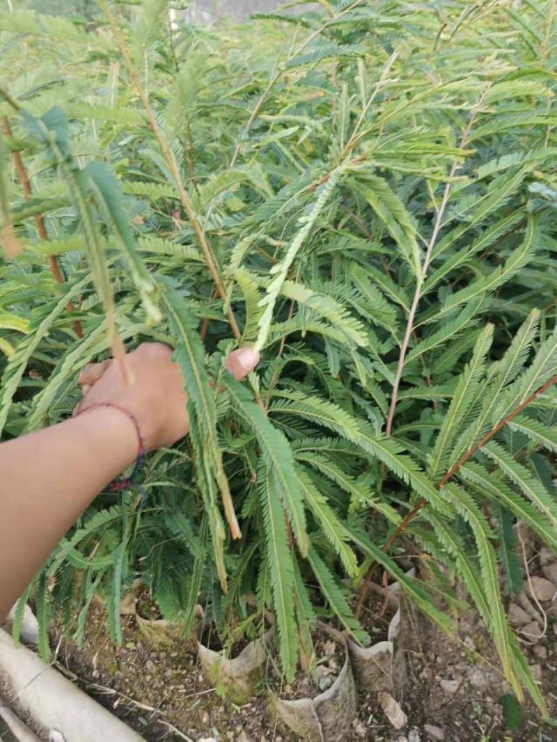 余甘果直生苗