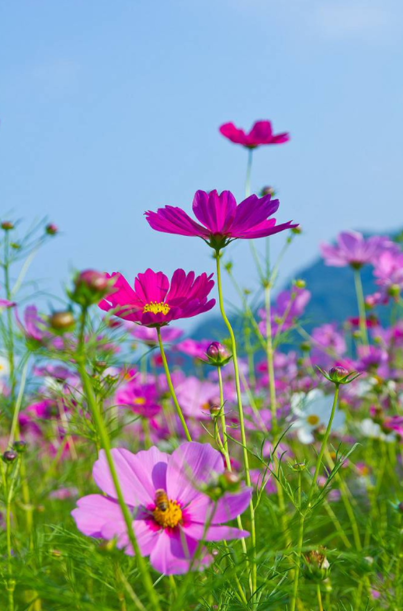 中杆，高杆波斯菊种子四季开花易活庭院种植打造花海混色