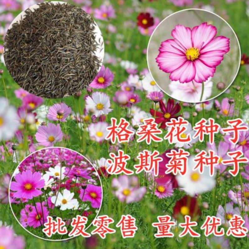中杆，高杆波斯菊种子四季开花易活庭院种植打造花海混色