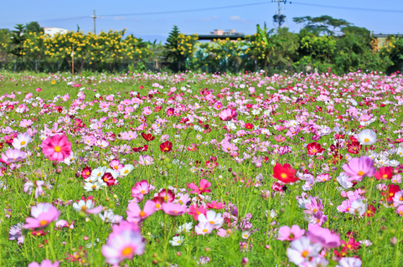 中杆，高杆波斯菊种子四季开花易活庭院种植打造花海混色