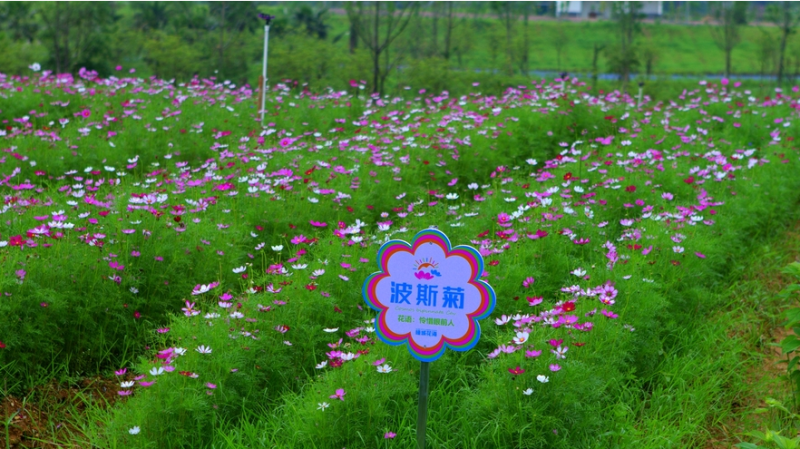 中杆，高杆波斯菊种子四季开花易活庭院种植打造花海混色