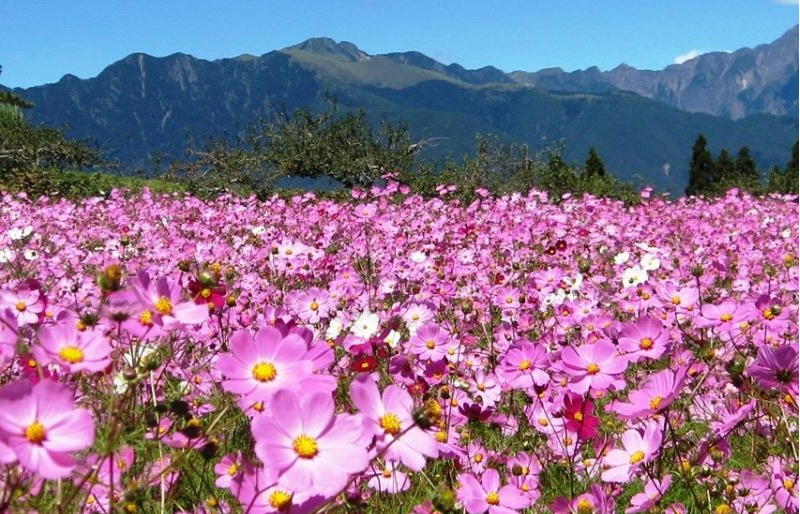 中杆，高杆波斯菊种子四季开花易活庭院种植打造花海混色