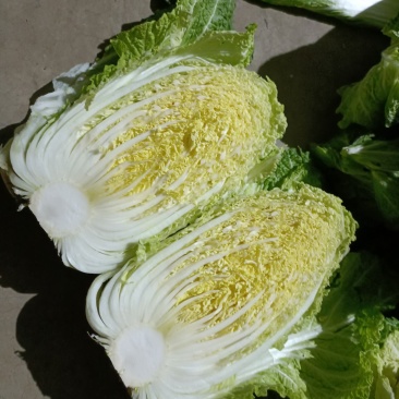 大白菜白又了白