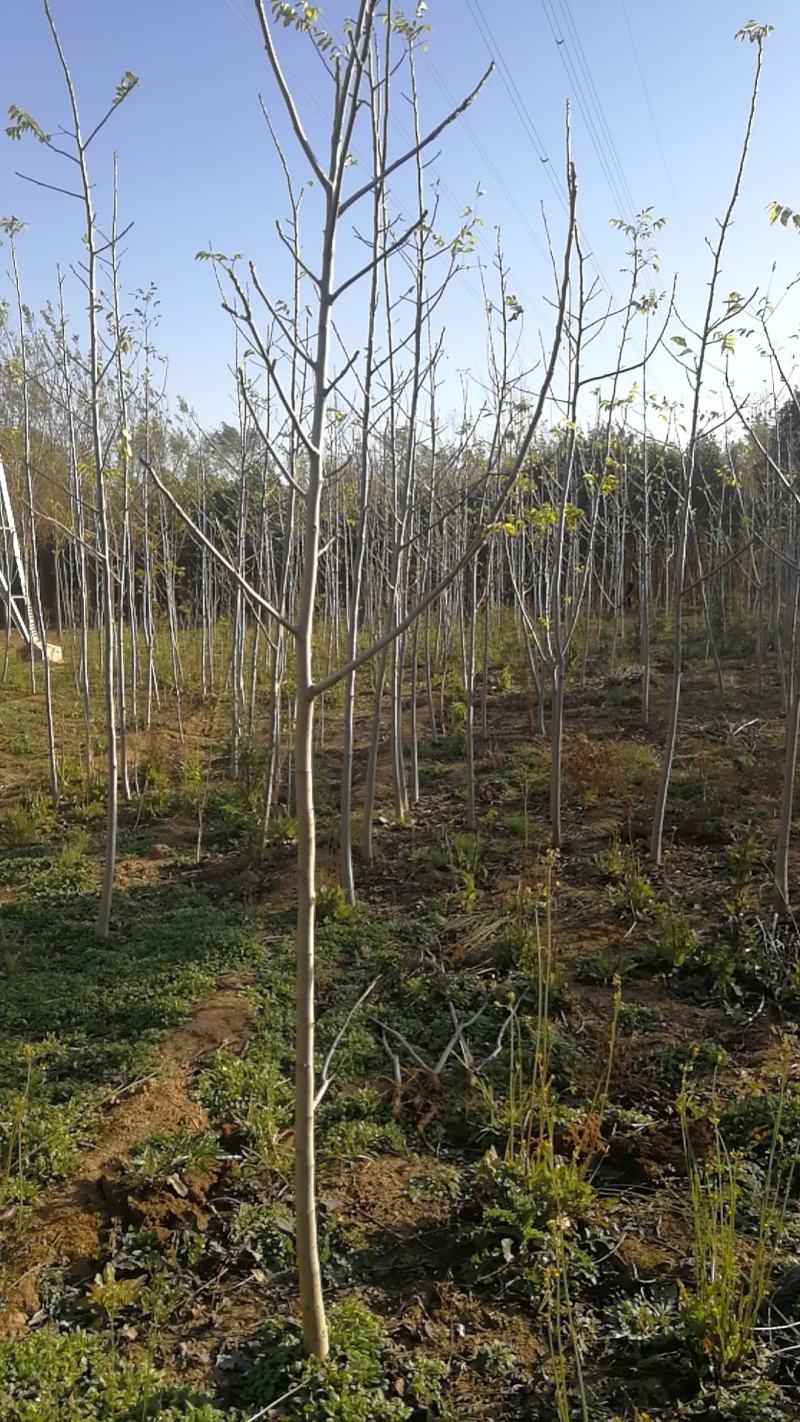 核桃树苗2公分核桃苗3公分5公分量大从优占地苗工程苗