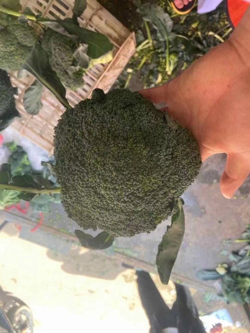 【推荐】河北西兰花量大从优全国代发欢迎来电咨询
