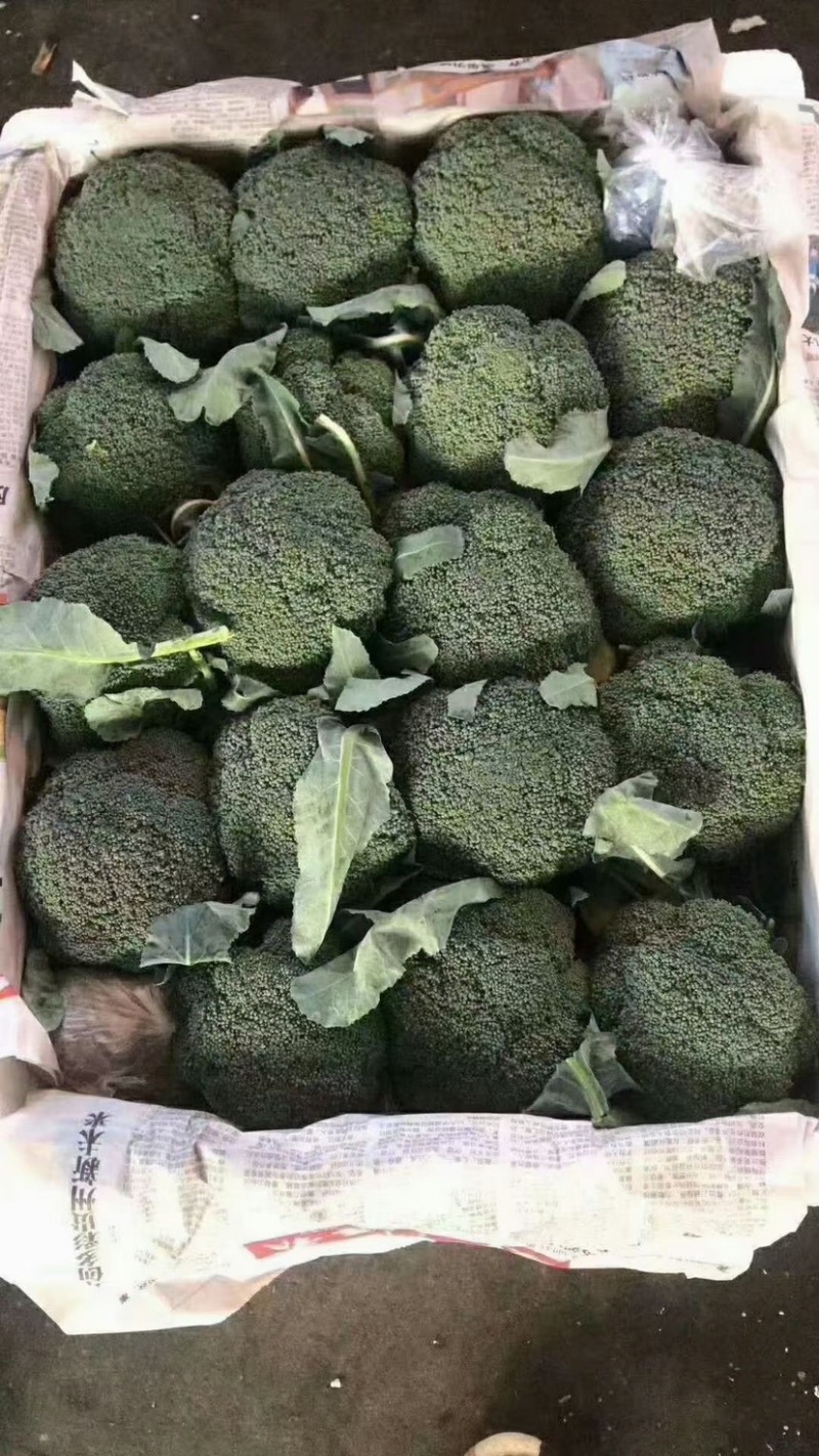 【推荐】河北西兰花量大从优全国代发欢迎来电咨询