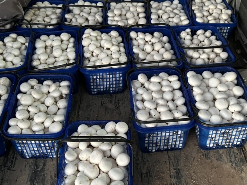 大量双孢菇出售，新鲜口感质好