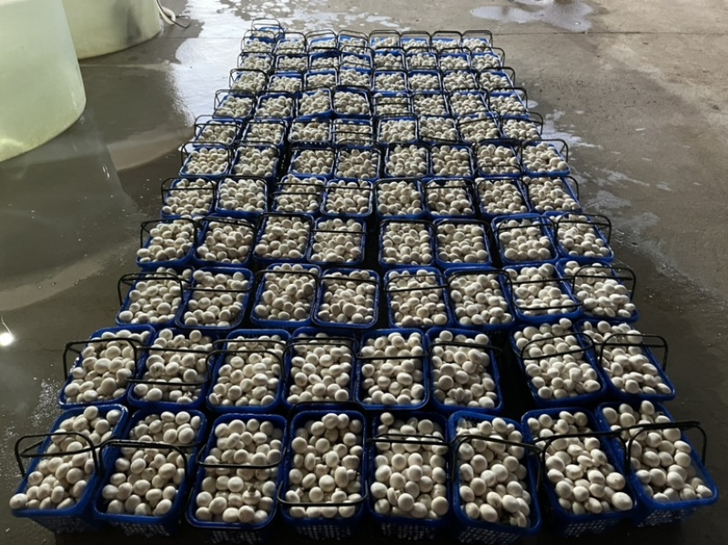 大量双孢菇出售，新鲜口感质好