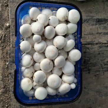 大量双孢菇出售，新鲜口感质好
