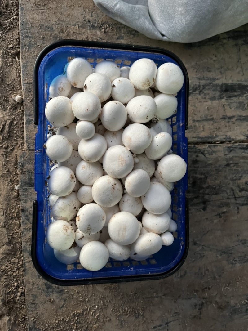 大量双孢菇出售，新鲜口感质好