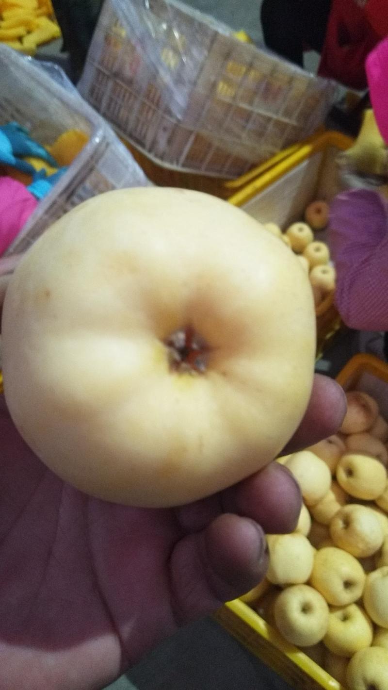 山东省青岛市维纳斯苹果。色香味俱全，冷库量大
