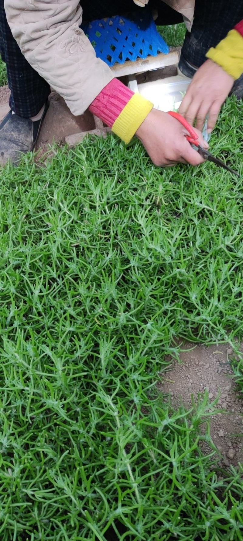 精】冰山美人高端冰菜新特菜更鲜更营养直发价优
