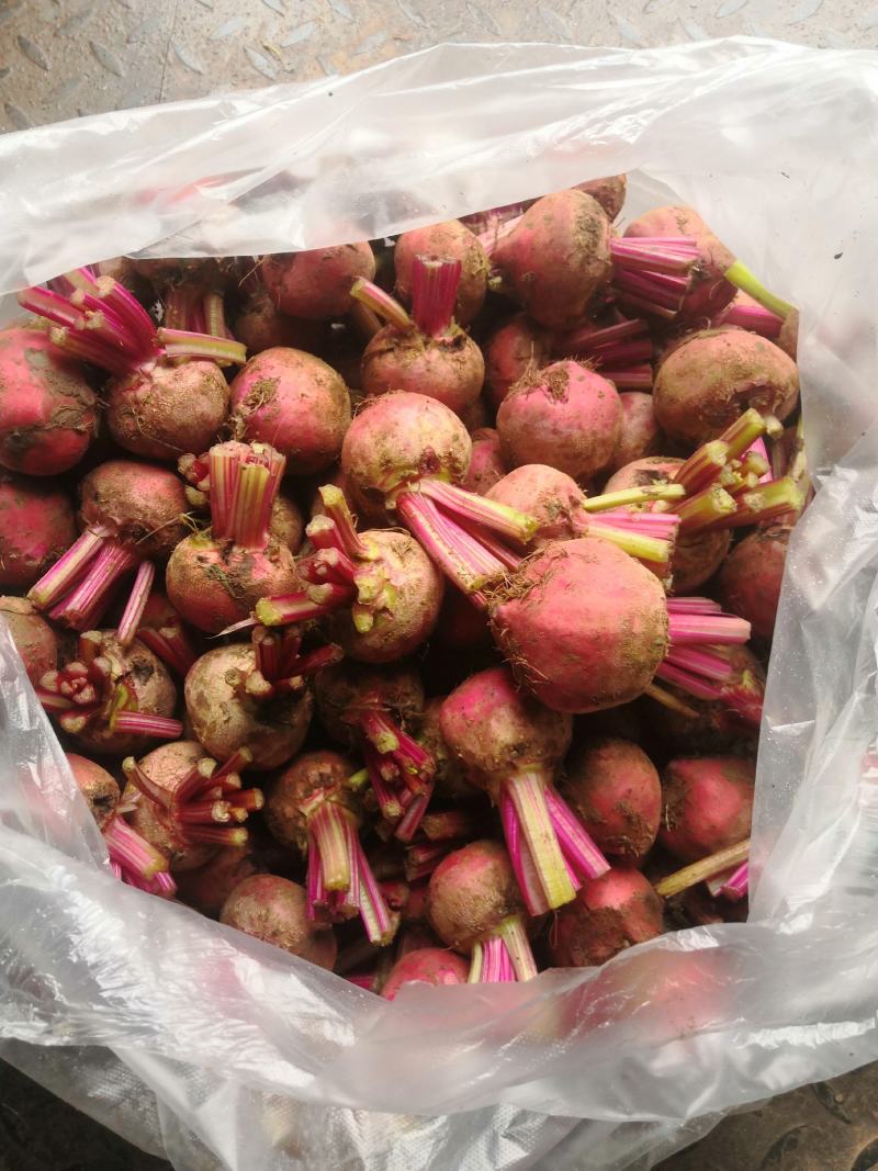 精】冰山美人高端冰菜新特菜更鲜更营养直发价优