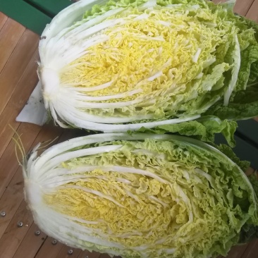 黄心白菜