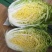 黄心白菜
