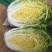 黄心白菜