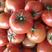 【实力】精品硬粉西红柿产地直发，货足量大，长期供应中