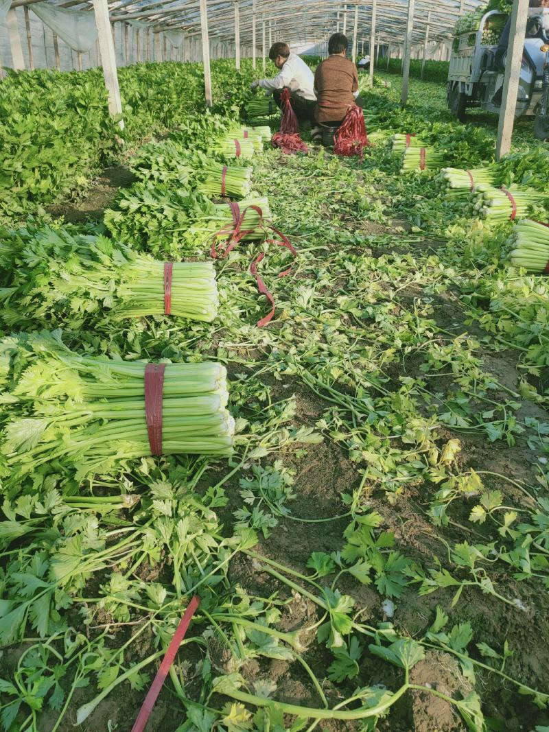 芹菜，西芹，美国西芹大中小棵大棚种植/露天种植