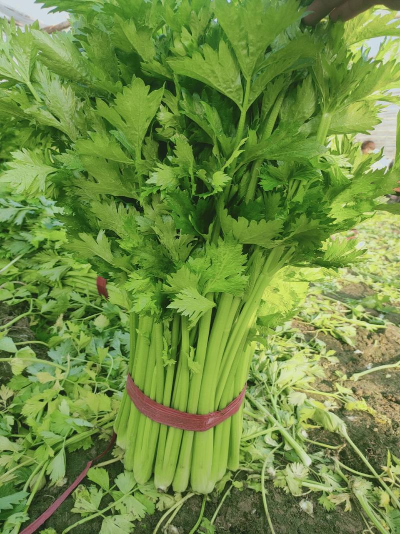芹菜，西芹，美国西芹大中小棵大棚种植/露天种植
