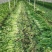 芹菜，西芹，美国西芹大中小棵大棚种植/露天种植
