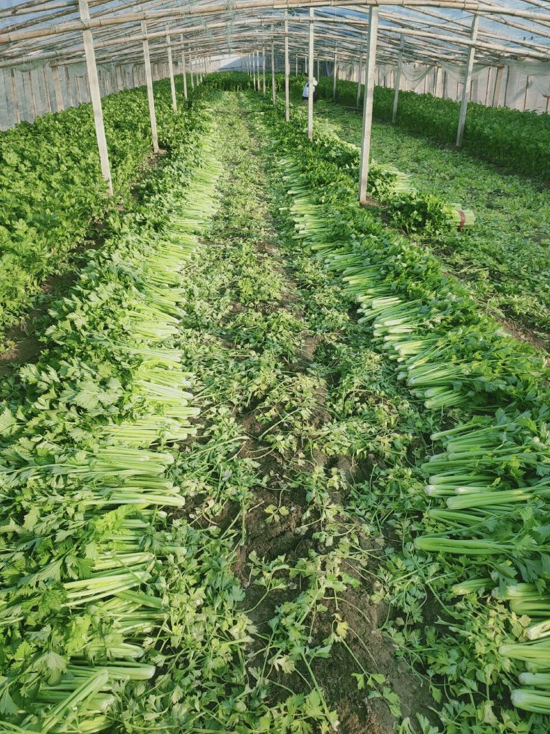 芹菜，西芹，美国西芹大中小棵大棚种植/露天种植