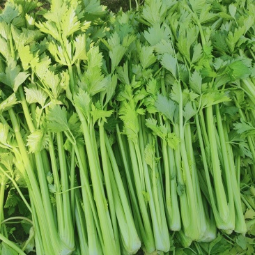 芹菜，西芹，美国西芹大中小棵大棚种植/露天种植