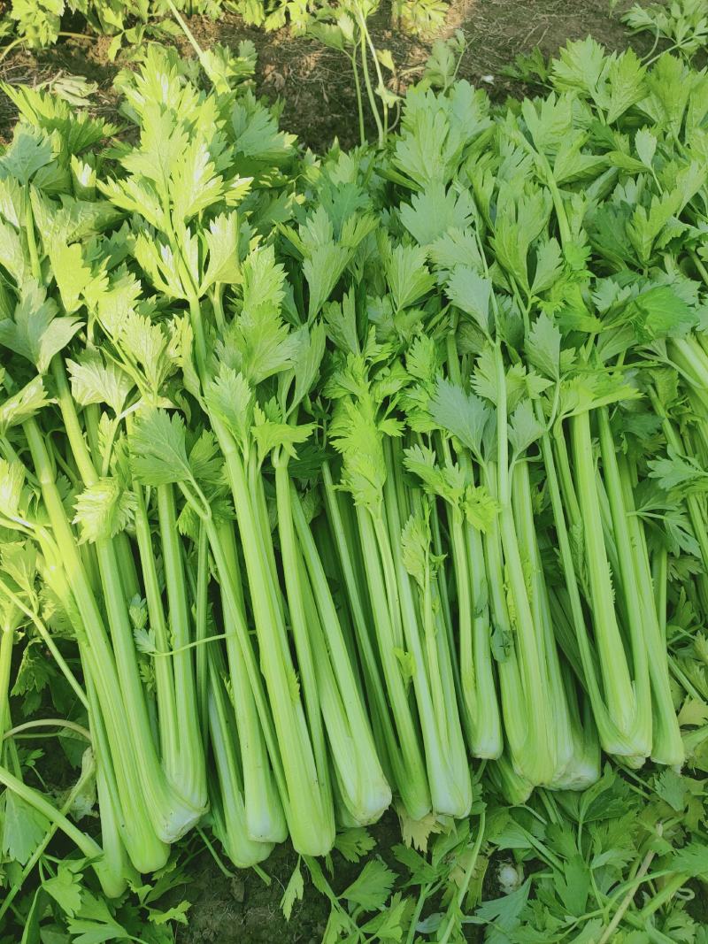 芹菜，西芹，美国西芹大中小棵大棚种植/露天种植