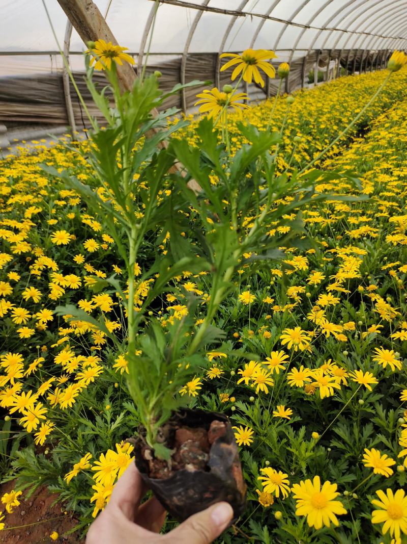 木春菊，小袋，大袋，盆栽，多年生草花，一手货源！