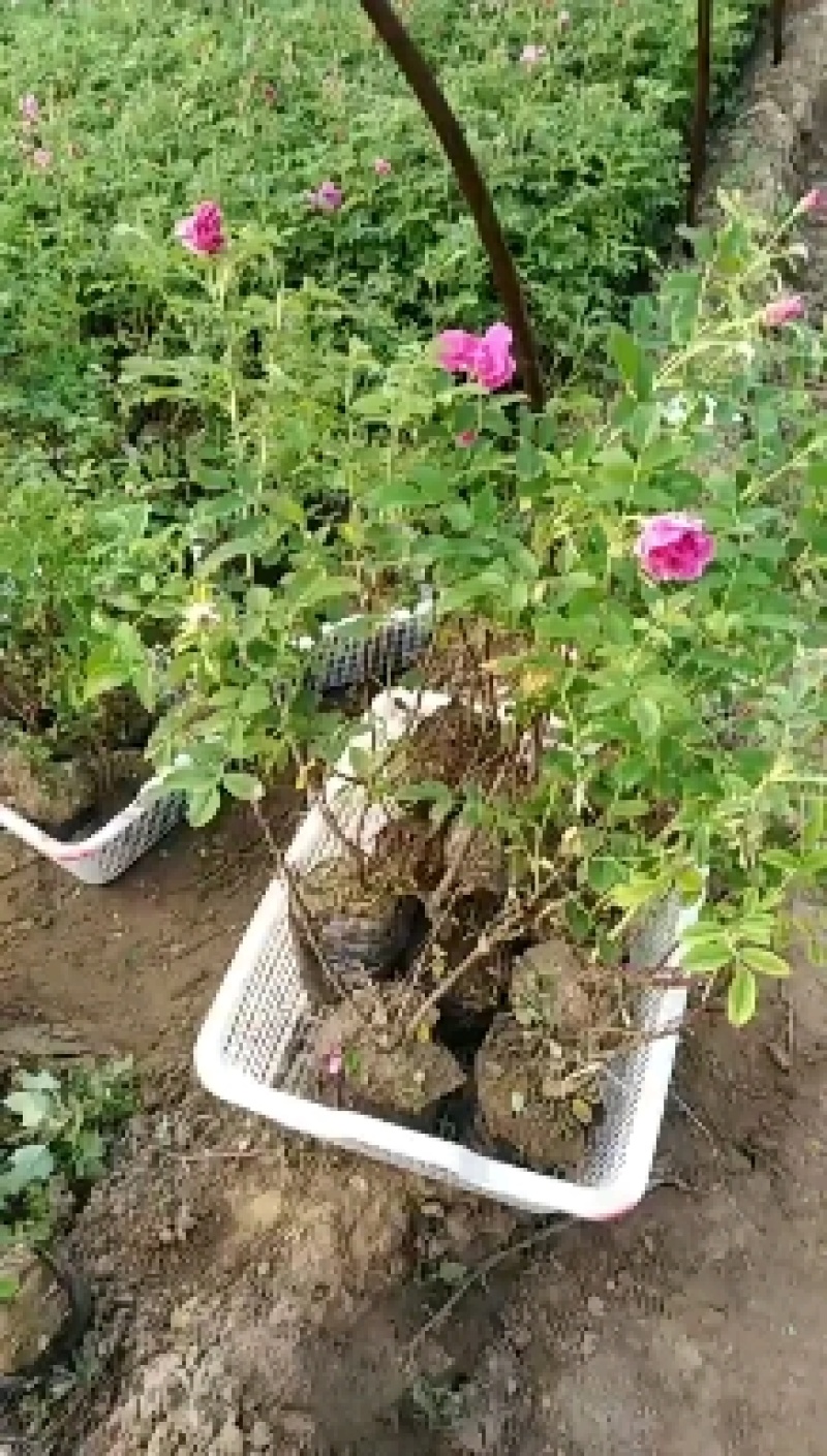 四季玫瑰苗裸根苗