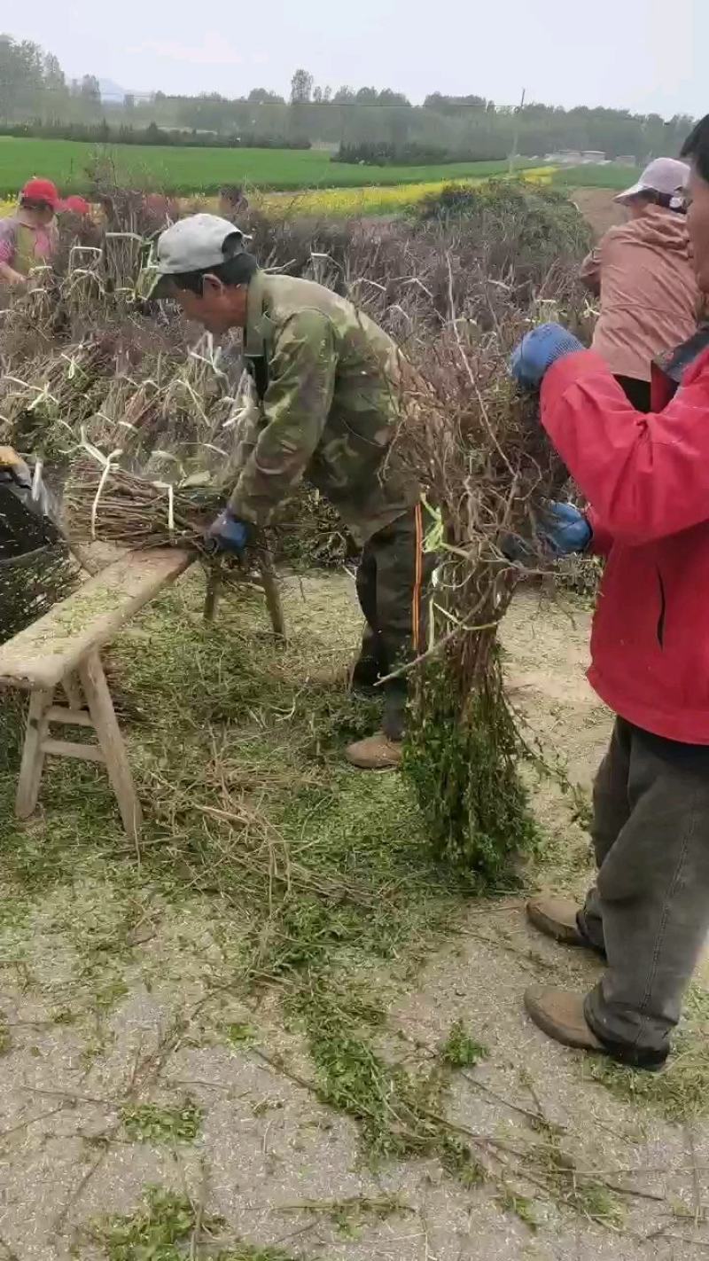 四季玫瑰苗裸根苗