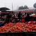 大红西红柿大量现货欢迎老板来下订单今天价格是1.8