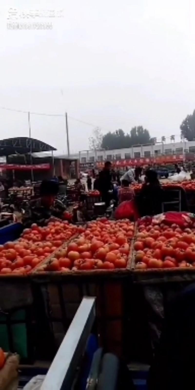 大红西红柿大量现货欢迎老板来下订单今天价格是1.8