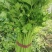 芹菜，夏邑芹菜，西芹，美国西芹，皇后芹菜