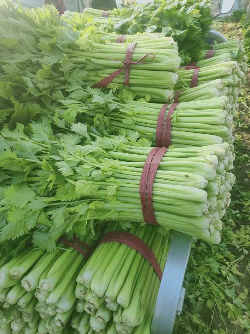 芹菜，夏邑芹菜，西芹，美国西芹，皇后芹菜
