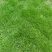 紫羊茅草种冷季型草坪种子庭院草坪道路护坡固土