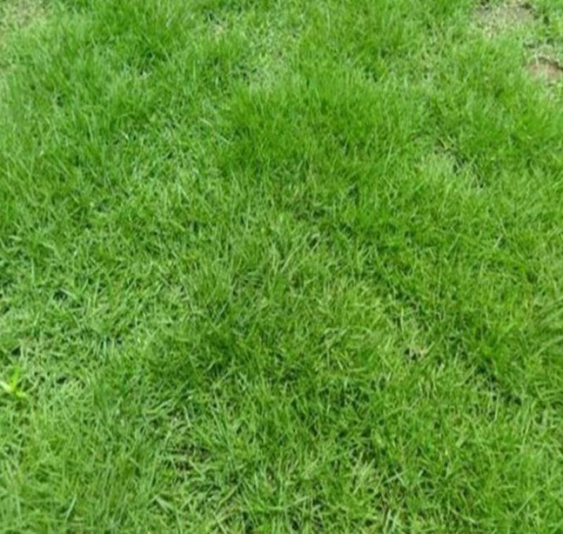 紫羊茅草种冷季型草坪种子庭院草坪道路护坡固土